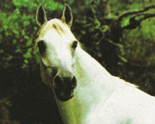 mangalarga marchador stallion
